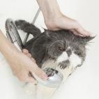 5c8a558e2400006f054bbaa4