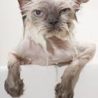 5c8a558e360000ba1a6b592a