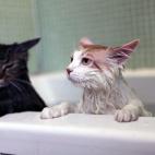 5c8a558e20000043046f0787