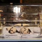 Habían nacido justo un mes antes y cuando se tomaron estas fotos ni siquiera se sabía el sexo de las crías