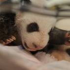 5c8ae77b3b000002076cc36e