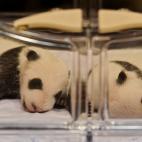 5c8ae77c22000051001a1248