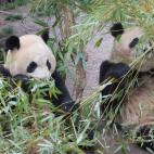 5c8ae78020000045046ff0ad