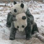 5c8acdd7240000f404a3b7ee