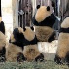 5c8acdd8360000ba1a6c1a25