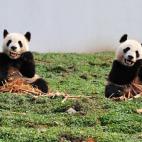 5c8acddb2400004205a3b7fc