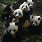 5c8acddc2300007f0123bd32