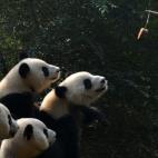 5c8acddc360000a61b6c1a2d