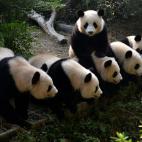 5c8acddd250000580681c776