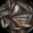 5c8a52c32000009d036f03d9