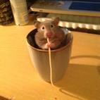 5c8b3373230000dd04245ba1