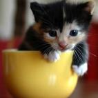 5c8b33742000004304706342