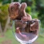 5c8b3374360000c81a6cb5d7