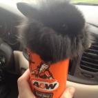 5c8b337522000030001a882f