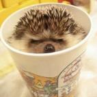 5c8b33762000009d0370634b