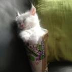 5c8b3377360000a61b6cb5e3