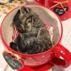 5c8b337724000093024d1a1b