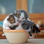 5c8b33782000009e04706350