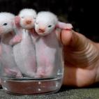 5c8b33782000009e04706352