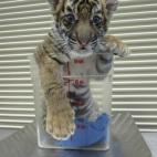 5c8b33782000004504706354