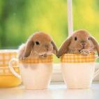 5c8b33782000009e04706356