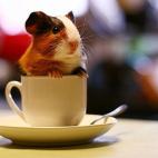 5c8b33792000004304706358