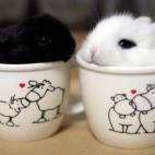 5c8b337a3b000070066d36c5