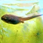 "From space, a mighty mountain ridge turns into a tadpole."