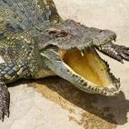 "Happy Alligator Lake, Mexico. I'm certain it has an official name, but that's what it looks like to me."