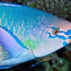 "Anticosti Island doing an excellent imitation of a Parrot Fish."