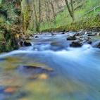 Uno de los grandes privilegios de los que gozan la mayoría de los alemanes es el hecho de estar rodeados de naturaleza. Lugares como la Selva Negra son, para muchos, motivo suficiente para pensar en Alemania como su próximo destino. La Selva ...