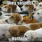 Camuflajes absurdos y virales