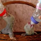 5c8aaa8e2500000704c969d4