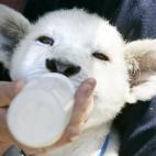 5c8aaa922300003000e6f011