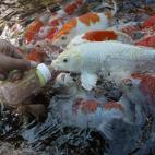 5c8aaa952000009e046f8403