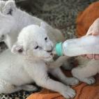 5c8aaa963b000072066c5736