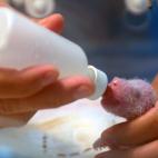 5c8aaa972500000a068183b6