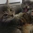 5c8a454a36000006186b412b