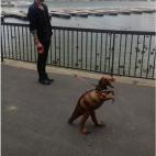 Finofilipino recopila humor en gifs, vídeos y fotos, como esta de un moderno y su mascota, acompañada por el pie de foto "bonito día para sacar a pasear a mi dinosaurio" .