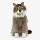 Fotos de bichinos que podrían ejercer de egobloggers, en welldressedanimals.tumblr.com