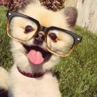 En animalswithglasses.tumblr.com