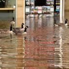 Gansos tomando la calle, en Hebden Bridge (Inglaterra)