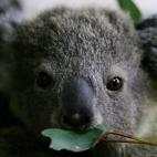 5c8ac6b7360000a61b6c0c81