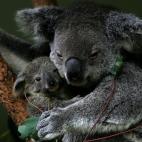 5c8ac6b82500000d04c9a002