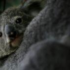 5c8ac6b82300007f0123af1d