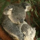 5c8ac6b8240000f7054c6ef0