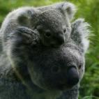 5c8ac6b920000043046fb9b3