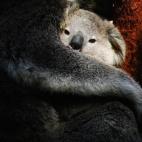 5c8ac6b9360000c81a6c0c87