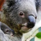 5c8ac6ba240000f404a3aa7a