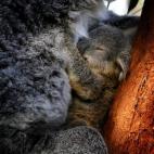 5c8ac6ba24000093024c6ef3